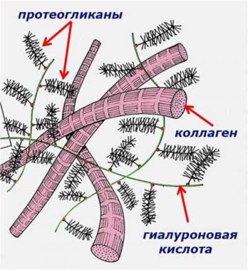 Хондропротекторы перечень. Препараты хондропротекторы: истина или профанация?