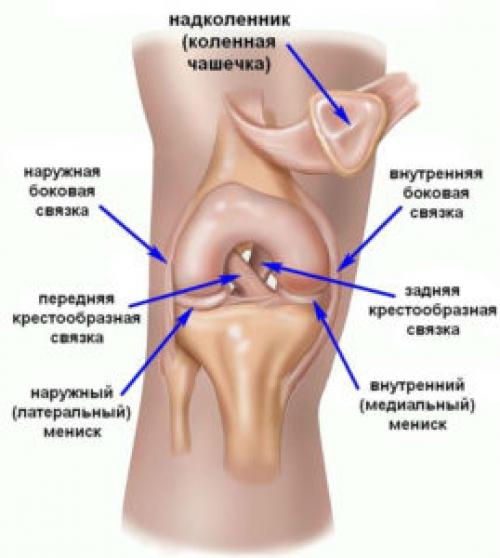 Поперечная связка колена. Связки надколенника и колена: собственная, дугообразная, передняя и задняя крестообразные