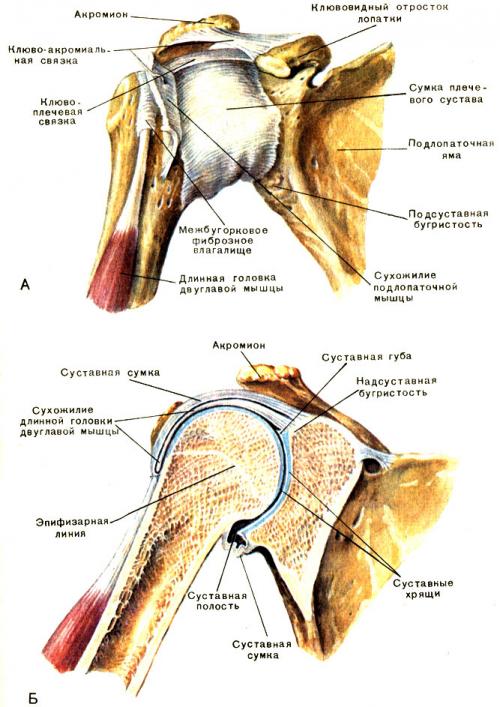Операция плечевого сустава бурсит. Классификация и виды 04