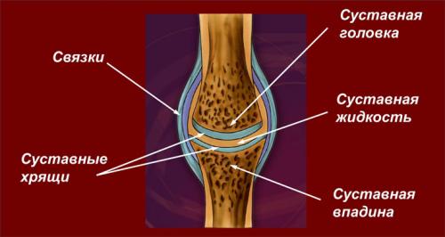 Для восстановления связок препараты. Соединительная ткань