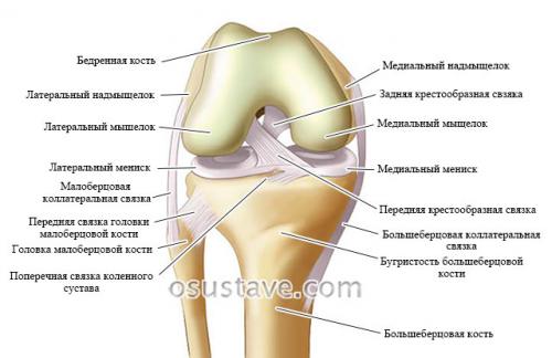 Сколько по времени заживает разрыв связок коленного сустава. Причины разрыва связок колена
