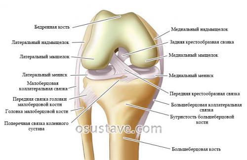 Сколько проходят связки колена. Причины разрыва связок колена