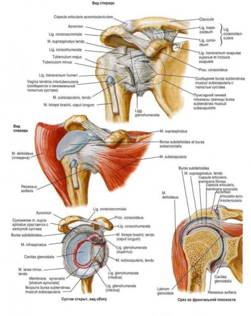 Плечевой сустав. Анатомия плечевого сустава