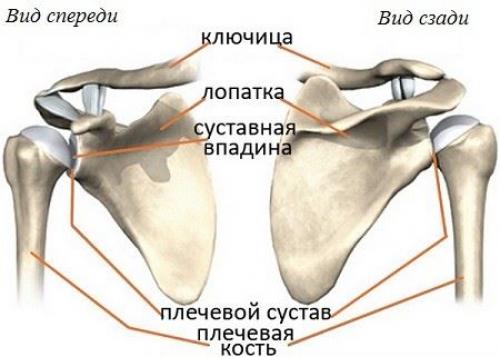 Артроз плечевого сустава. Диагностика и лечение артроза плечевого сустава