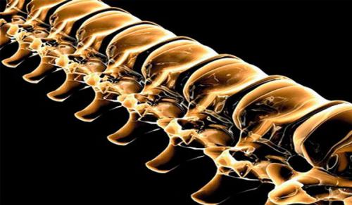 Суставы позвоночника таблица. Виды соединений позвоночного столба