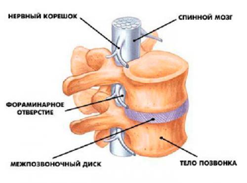 Суставы позвоночника таблица. Виды соединений позвоночного столба