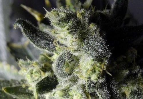 Трихомы у растений. Что такое трихомы?