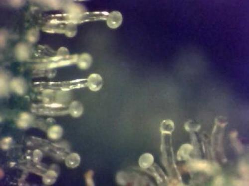 Трихомы у растений. Что такое трихомы?