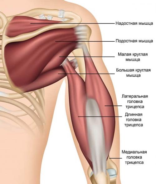 При физических нагрузках выпадает плечевой сустав, что делать. Анатомия плечевого сустава