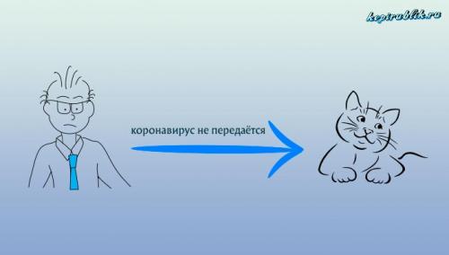 Может ли кошка заразиться коронавирусом от человека. Кошачий вирус передаётся человеку?