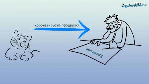 Может ли кошка заразиться коронавирусом от человека. Кошачий вирус передаётся человеку?