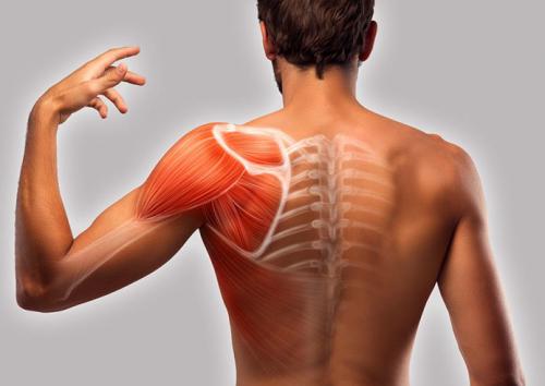 Хруст в лопатке. Хрустят суставы лопаток