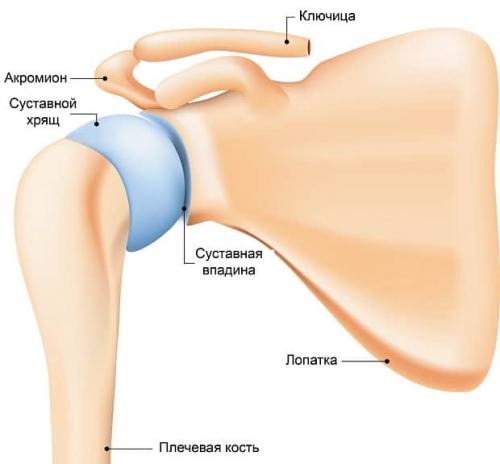 При физических нагрузках выпадает плечевой сустав, что делать. Анатомия плечевого сустава