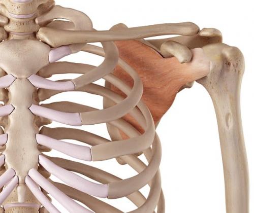 При физических нагрузках выпадает плечевой сустав, что делать. Анатомия плечевого сустава