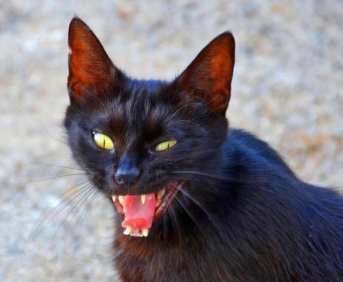 Может ли кошка заразиться коронавирусом от человека? Коронавирус заражает кошек и хорьков. Стоит ли волноваться хозяевам? 03