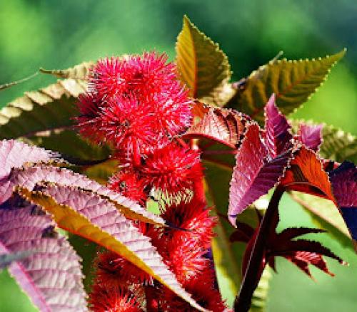 Какие исследования подтверждают эффективность Касторового масла при артрите. Касторовое Масло — естественная защита от болезней и смертельных вирусов