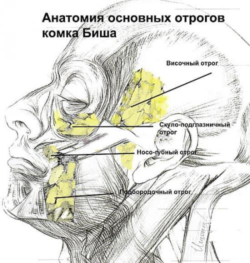 Гравитационный птоз нижней трети лица и верхнего века. Определение болезни. Причины заболевания 09 Гравитационный птоз нижней трети лица и верхнего века. Определение болезни. Причины заболевания 09