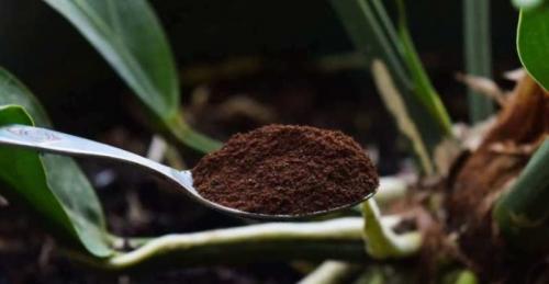 Кофейная гуща, как удобрение отзыв. Кофейная гуща в качестве удобрения на огороде
