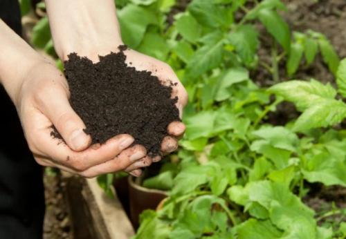 Кофейная гуща, как удобрение отзыв. Кофейная гуща в качестве удобрения на огороде