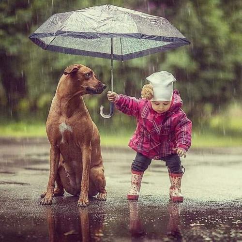 ЖИВОТ УЙДЕТ за неделю. 10 ценных советов по уходу за питомцами в сезон дождей