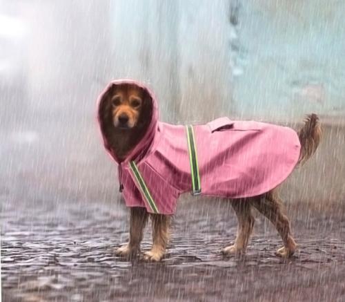 ЖИВОТ УЙДЕТ за неделю. 10 ценных советов по уходу за питомцами в сезон дождей