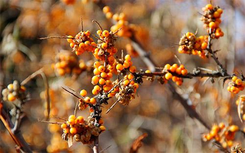 Какие эфирные масла могут помочь устранить пигментные пятна на лице. Удаляем пигментные пятна на лице при помощи касторового, облепихового, кокосового и эфирных масел
