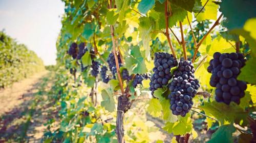 Есть ли польза винограда для кожи. Чем полезен виноград для кожи 03 Есть ли польза винограда для кожи. Чем полезен виноград для кожи 03