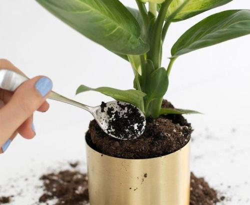 Отработанный кофе. Использование кофе, как удобрения для комнатных растений, огорода