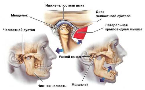 Смещение челюстного сустава. Анатомия ВНЧС