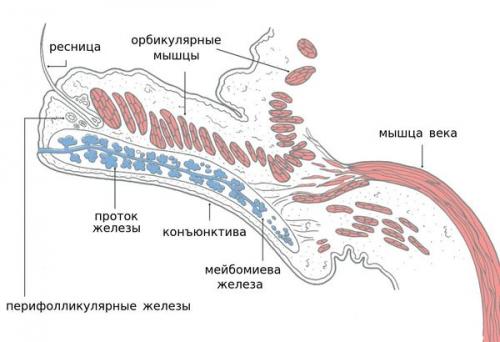 Способы снятия отеков с глаз. Отёк глаз и лица у женщин по утрам: причины и лечение 01 Способы снятия отеков с глаз. Отёк глаз и лица у женщин по утрам: причины и лечение 01