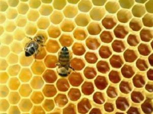 Пчелиный воск для лечения суставов. Как пчелиный воск помогает в лечении суставов? 09