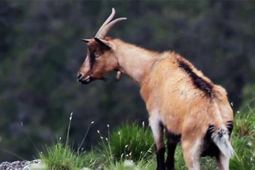 Какие виды бактерий могут быть найдены в козьем молоке. Опасность козьего молока: чем можно заразиться