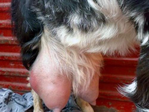 Какие виды бактерий могут быть найдены в козьем молоке. Опасность козьего молока: чем можно заразиться