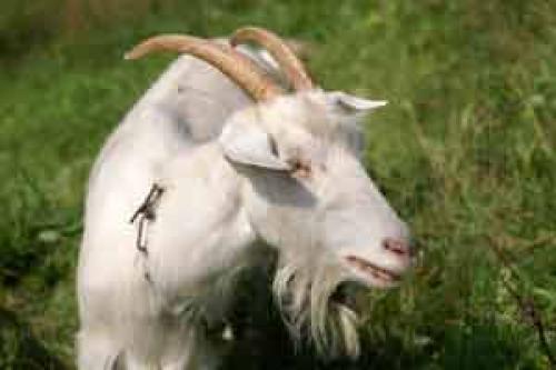 Может ли козье молоко помочь в лечении диареи. Козье молоко сможет лечить кишечные инфекции