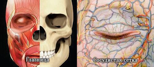 Убрать темные круги под глазами у косметолога. Давайте взглянем на анатомическое строение области глаз.