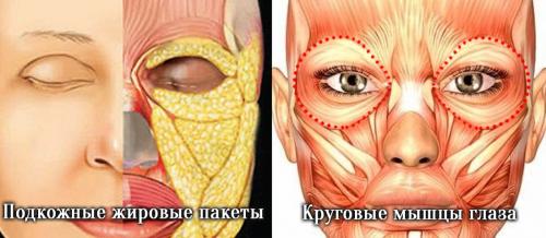 Темные круги вокруг глаз симптомы. Давайте взглянем на анатомическое строение области глаз.