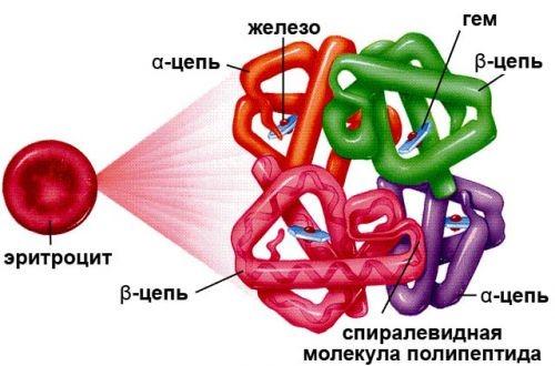 Как поднять гемоглобин у пожилых людей. Как повысить уровень гемоглобина в крови