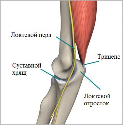Какие физические упражнения могут укреплять локтевой сустав