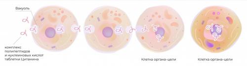 5 простых способов укрепить сосуды. 8 продуктов, которые помогут при «забитых» артериях 04 5 простых способов укрепить сосуды. 8 продуктов, которые помогут при «забитых» артериях 04