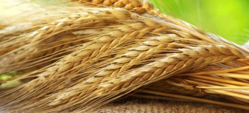 Можно ли употреблять полбу при похудении. Химический состав и калорийность полбы