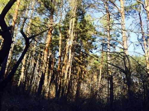 Секреты красоты Лободы. Чудо-маска для лица и тела от Светланы Лободы