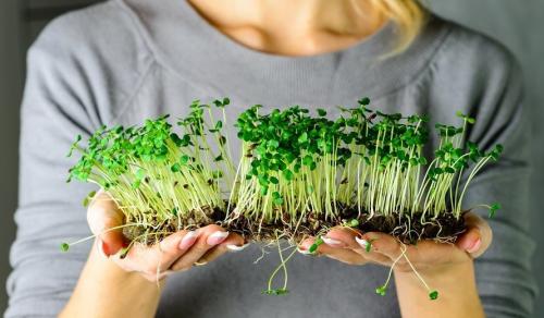 Лимфир в диете: источник здоровья или миф 02 Лимфир в диете: источник здоровья или миф 02