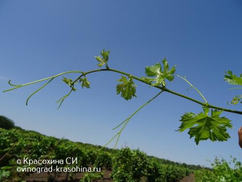 Миф или правда: виноград - мочегонное средство 02 Миф или правда: виноград - мочегонное средство 02