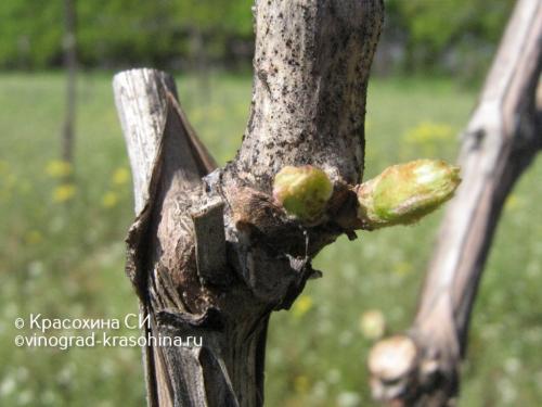 Миф или правда: виноград - мочегонное средство 08 Миф или правда: виноград - мочегонное средство 08