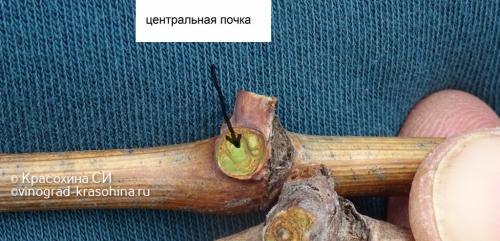 Миф или правда: виноград - мочегонное средство 05 Миф или правда: виноград - мочегонное средство 05