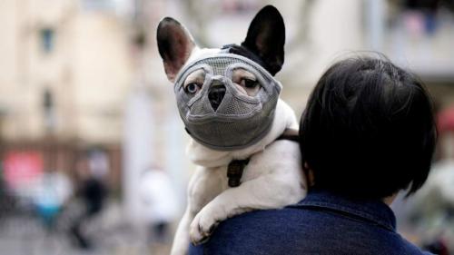 - Как китайский рынок диких животных стал источником коронавируса 04