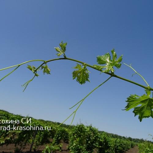 Миф или правда: виноград - мочегонное средство 09 Миф или правда: виноград - мочегонное средство 09