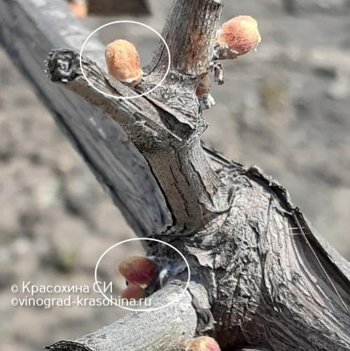 Миф или правда: виноград - мочегонное средство 07 Миф или правда: виноград - мочегонное средство 07