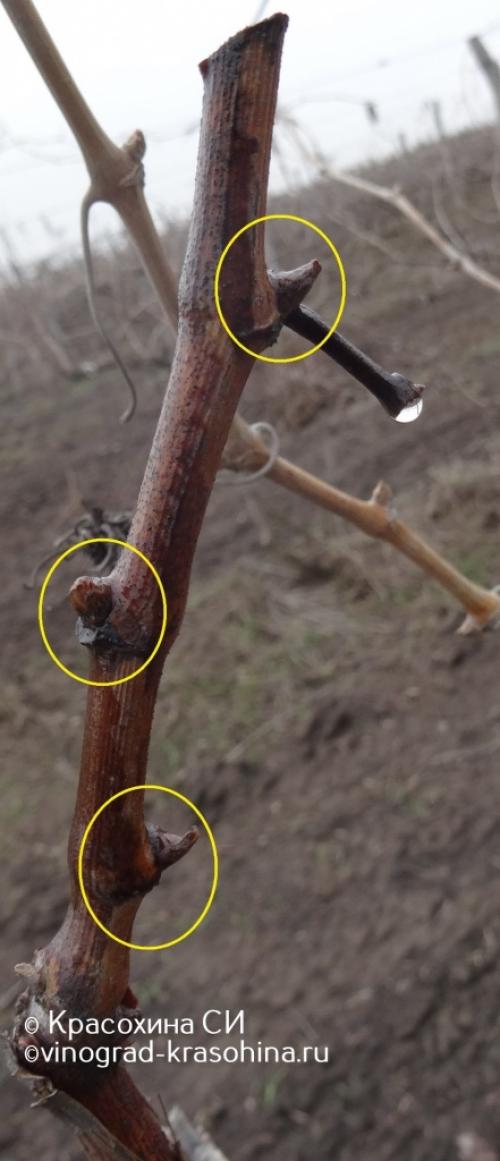 Миф или правда: виноград - мочегонное средство 04 Миф или правда: виноград - мочегонное средство 04