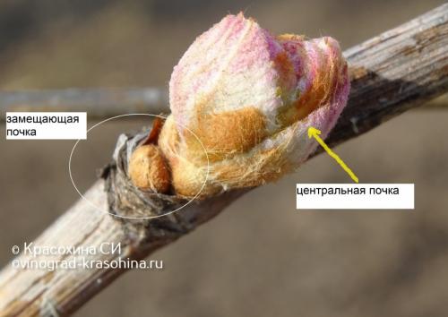 Миф или правда: виноград - мочегонное средство 06 Миф или правда: виноград - мочегонное средство 06